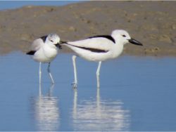 Crab Plover